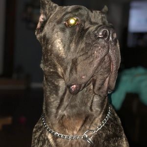 Meet your Posher, Christopher